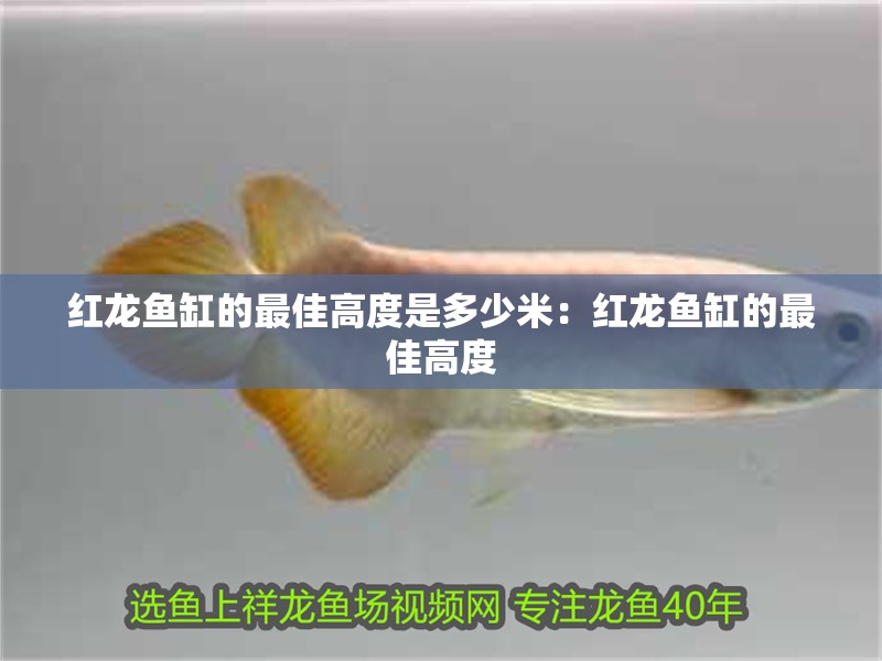 紅龍魚缸的最佳高度是多少米：紅龍魚缸的最佳高度