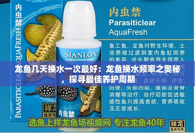龍魚幾天換水一次最好：龍魚換水頻率之奧秘，探尋最佳養(yǎng)護(hù)周期