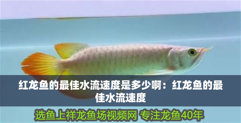 紅龍魚的最佳水流速度是多少啊：紅龍魚的最佳水流速度