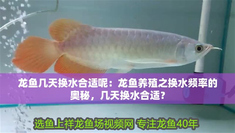龍魚幾天換水合適呢：龍魚養殖之換水頻率的奧秘，幾天換水合適？