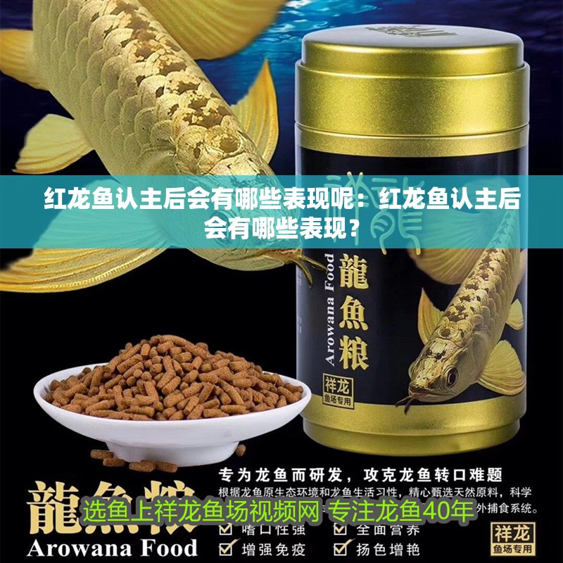 紅龍魚認主后會有哪些表現呢：紅龍魚認主后會有哪些表現？