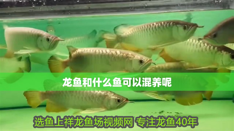 龍魚和什么魚可以混養(yǎng)呢