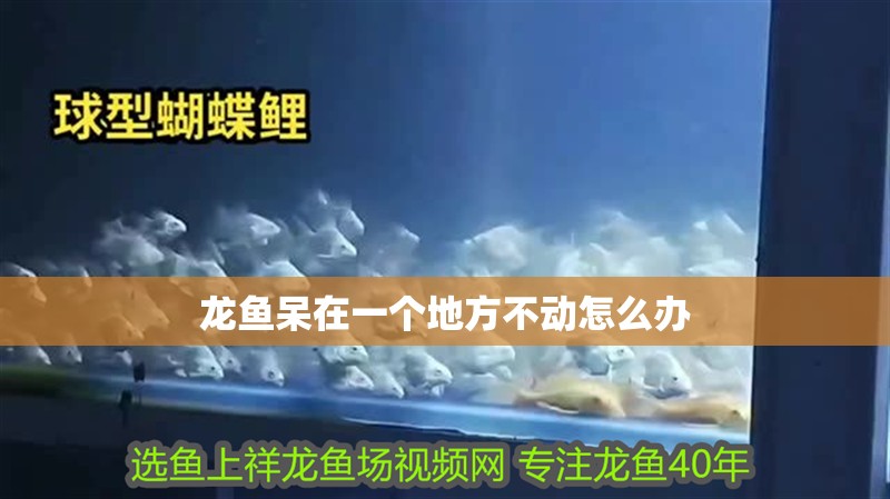 龍魚呆在一個地方不動怎么辦