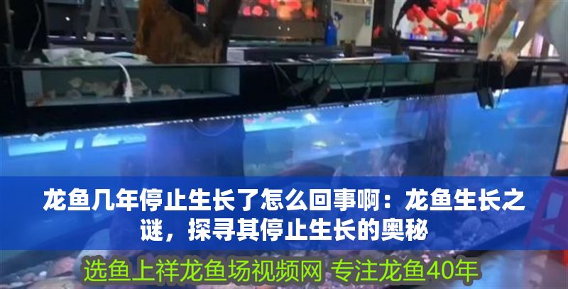 龍魚幾年停止生長了怎么回事啊：龍魚生長之謎，探尋其停止生長的奧秘