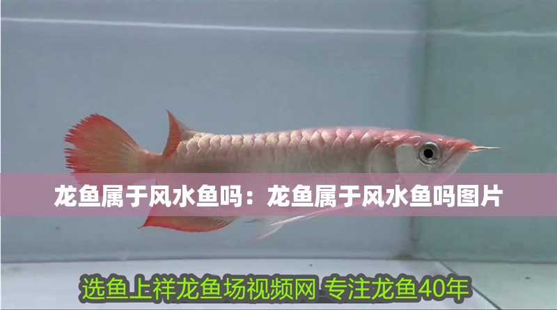 龍魚屬于風水魚嗎：龍魚屬于風水魚嗎圖片