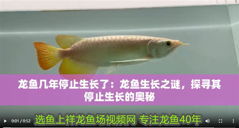 龍魚幾年停止生長了：龍魚生長之謎，探尋其停止生長的奧秘