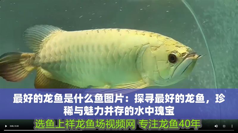 最好的龍魚是什么魚圖片：探尋最好的龍魚，珍稀與魅力并存的水中瑰寶