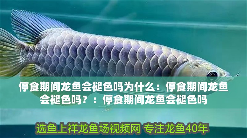 停食期間龍魚會褪色嗎為什么：停食期間龍魚會褪色嗎？：停食期間龍魚會褪色嗎