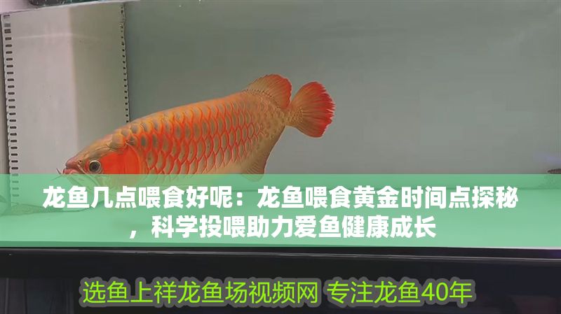 龍魚幾點(diǎn)喂食好呢：龍魚喂食黃金時(shí)間點(diǎn)探秘，科學(xué)投喂助力愛魚健康成長(zhǎng)