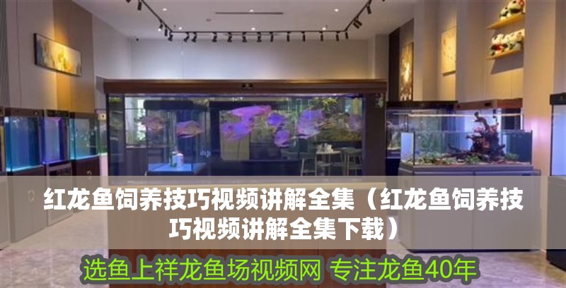 紅龍魚飼養技巧視頻講解全集（紅龍魚飼養技巧視頻講解全集下載）