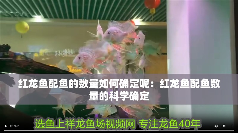 紅龍魚配魚的數(shù)量如何確定呢：紅龍魚配魚數(shù)量的科學(xué)確定