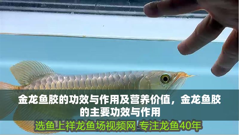 金龍魚膠的功效與作用及營養價值，金龍魚膠的主要功效與作用