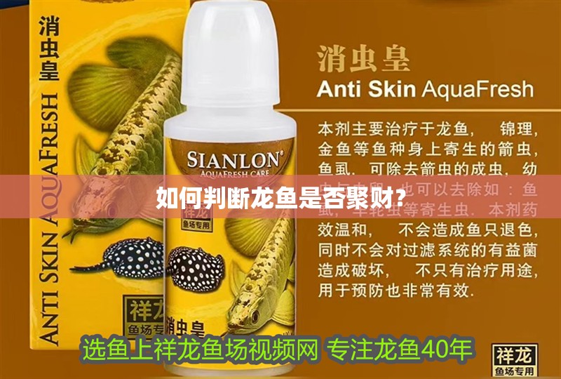 如何判斷龍魚是否聚財？