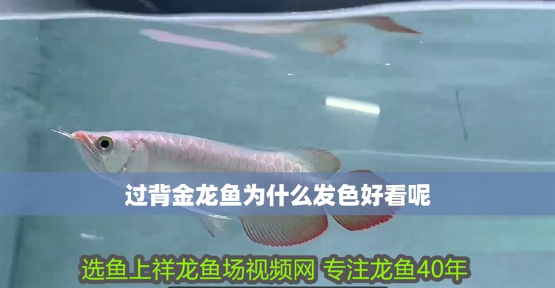 紅龍魚最高可接受多少溫度（紅龍魚最高可接受的水溫在24-29攝氏度之間）