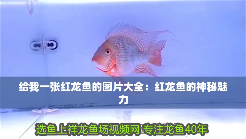 給我一張紅龍魚的圖片大全：紅龍魚的神秘魅力