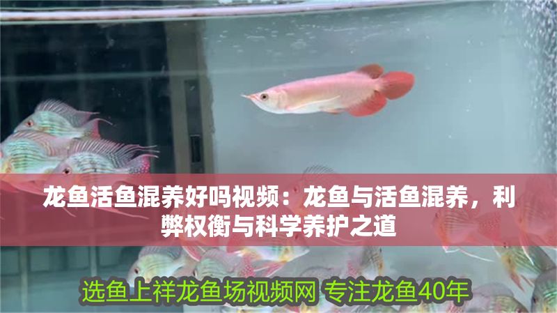 龍魚活魚混養好嗎視頻：龍魚與活魚混養，利弊權衡與科學養護之道