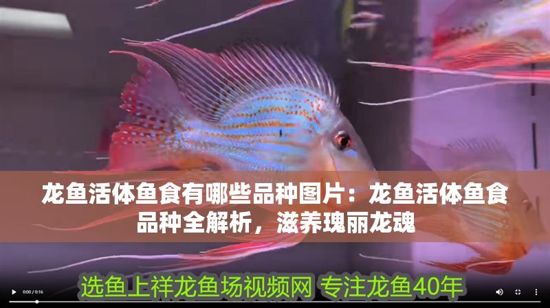 龍魚活體魚食有哪些品種圖片：龍魚活體魚食品種全解析，滋養(yǎng)瑰麗龍魂