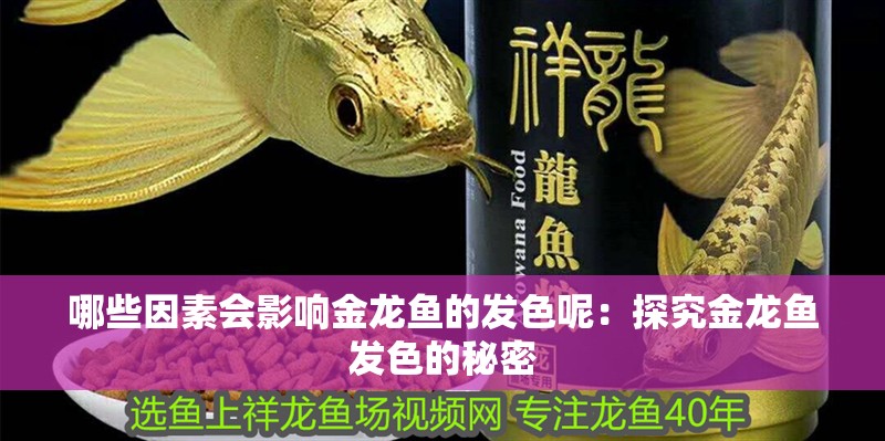 哪些因素會影響金龍魚的發(fā)色呢：探究金龍魚發(fā)色的秘密