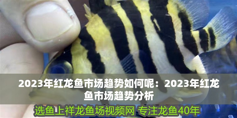 2023年紅龍魚市場趨勢如何呢：2023年紅龍魚市場趨勢分析