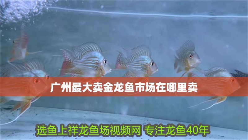 廣州最大賣(mài)金龍魚(yú)市場(chǎng)在哪里賣(mài) 廣州最大賣(mài)金龍魚(yú)市場(chǎng)在哪里賣(mài) 龍魚(yú)百科