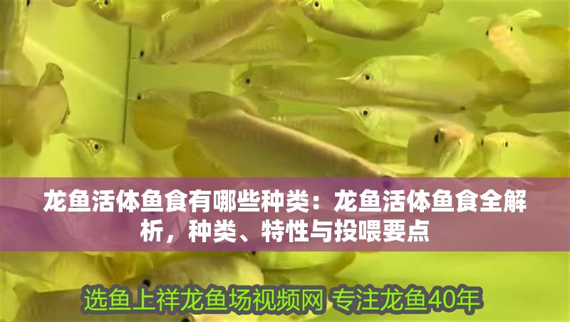 龍魚活體魚食有哪些種類：龍魚活體魚食全解析，種類、特性與投喂要點