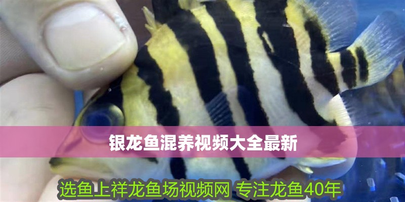銀龍魚混養視頻大全最新