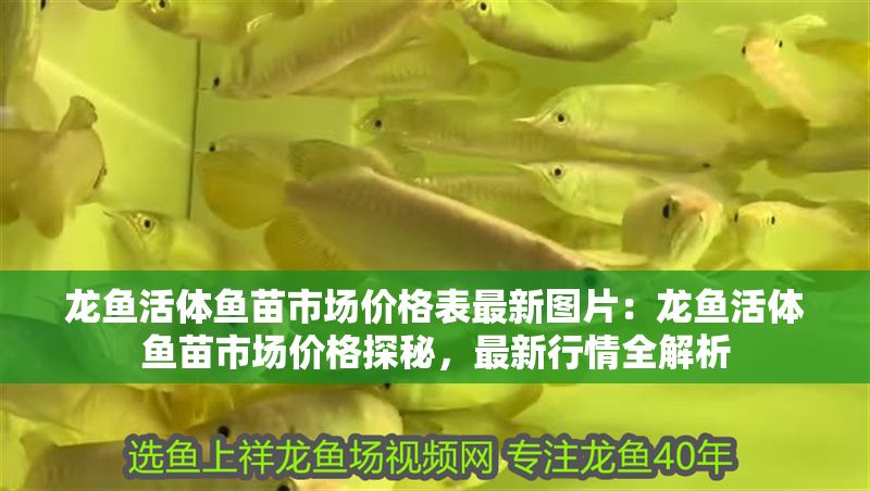 龍魚活體魚苗市場價格表最新圖片：龍魚活體魚苗市場價格探秘，最新行情全解析