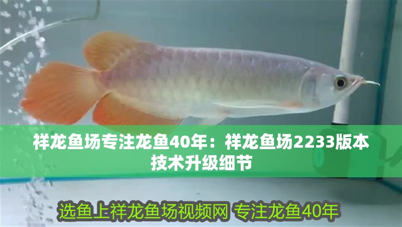 祥龍魚場專注龍魚40年：祥龍魚場2233版本技術升級細節