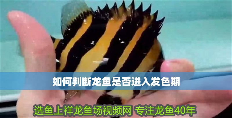 如何判斷龍魚是否進入發色期