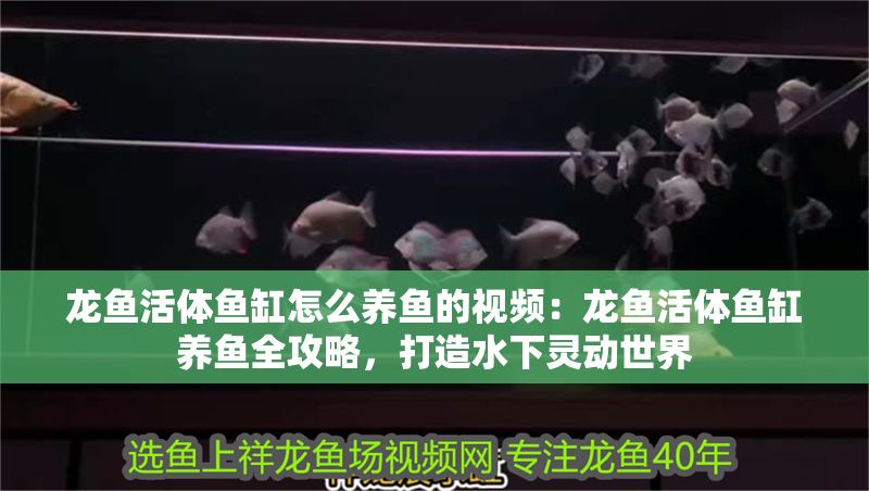 龍魚活體魚缸怎么養(yǎng)魚的視頻：龍魚活體魚缸養(yǎng)魚全攻略，打造水下靈動世界