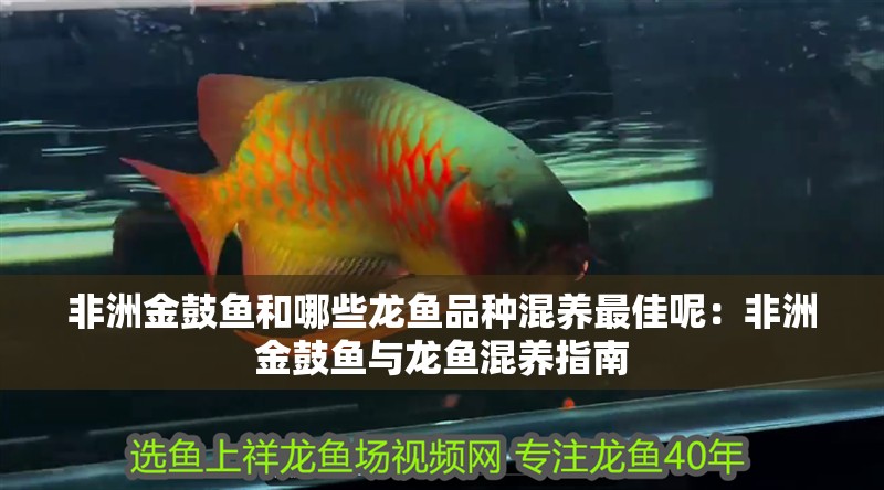 非洲金鼓魚和哪些龍魚品種混養(yǎng)最佳呢：非洲金鼓魚與龍魚混養(yǎng)指南