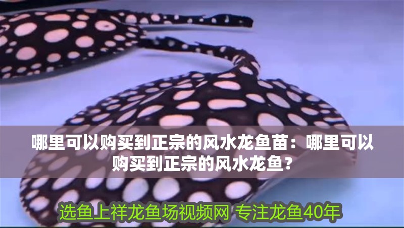 哪里可以購買到正宗的風水龍魚苗：哪里可以購買到正宗的風水龍魚？
