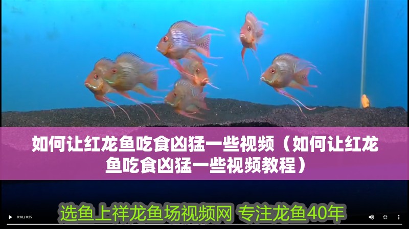 如何讓紅龍魚(yú)吃食兇猛一些視頻（如何讓紅龍魚(yú)吃食兇猛一些視頻教程）