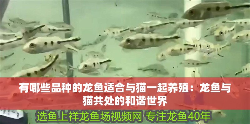 有哪些品種的龍魚適合與貓一起養殖：龍魚與貓共處的和諧世界