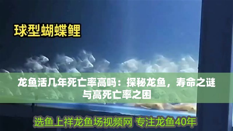 龍魚活幾年死亡率高嗎：探秘龍魚，壽命之謎與高死亡率之困