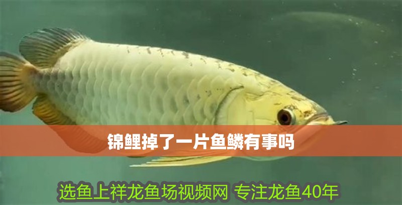 錦鯉掉了一片魚鱗有事嗎