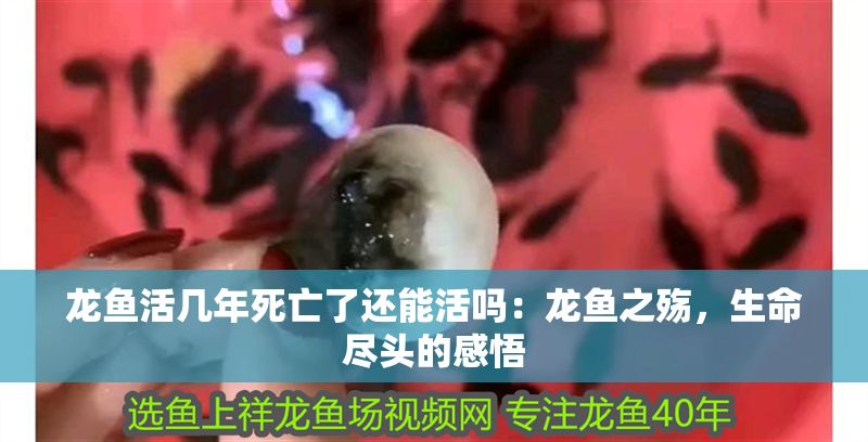 龍魚活幾年死亡了還能活嗎：龍魚之殤，生命盡頭的感悟