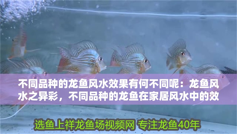 不同品種的龍魚風水效果有何不同呢：龍魚風水之異彩，不同品種的龍魚在家居風水中的效果