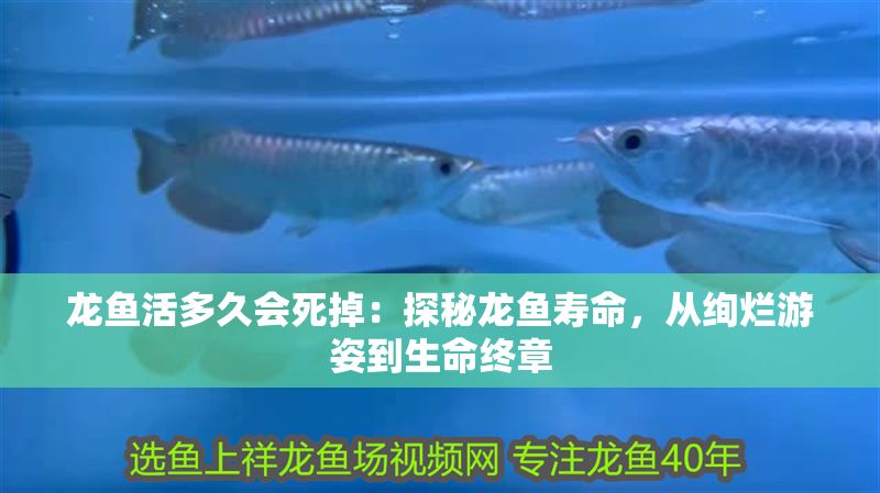 龍魚活多久會死掉：探秘龍魚壽命，從絢爛游姿到生命終章