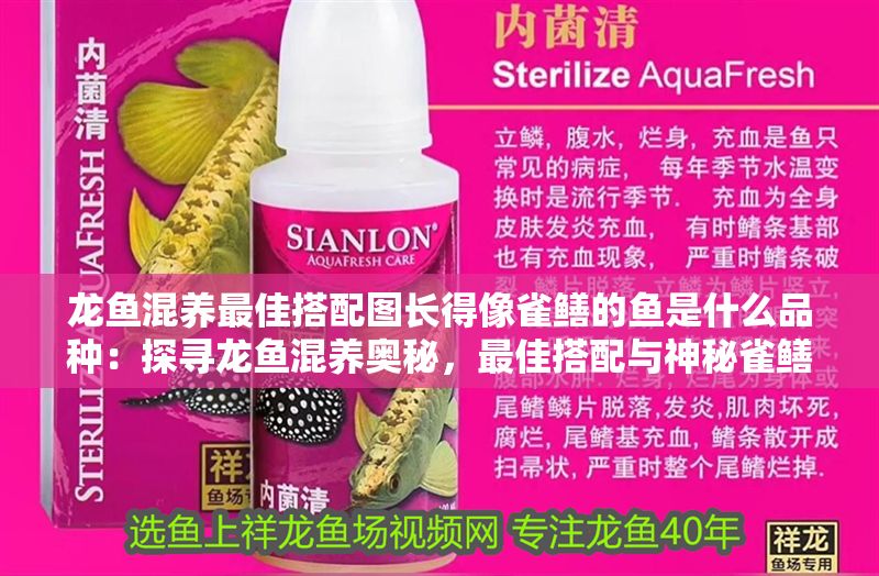 龍魚混養最佳搭配圖長得像雀鱔的魚是什么品種：探尋龍魚混養奧秘，最佳搭配與神秘雀鱔之謎