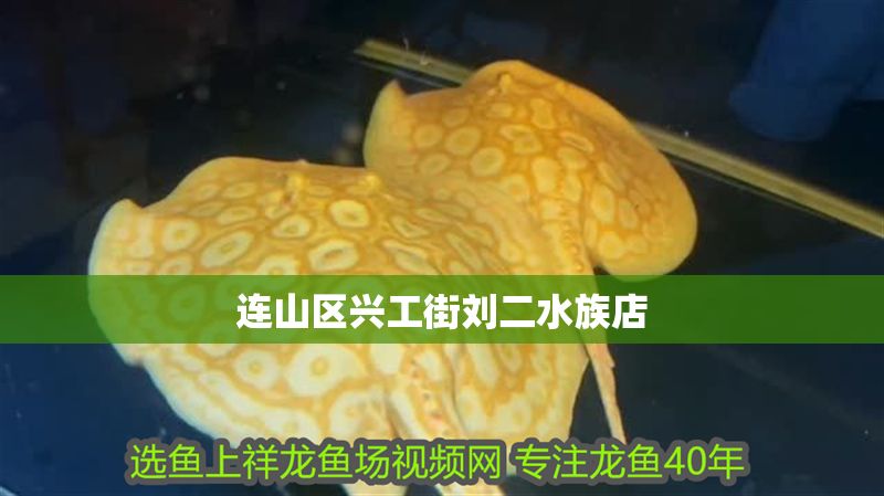 連山區(qū)興工街劉二水族店 連山區(qū)興工街劉二水族店 全國水族館企業(yè)名錄 第1張