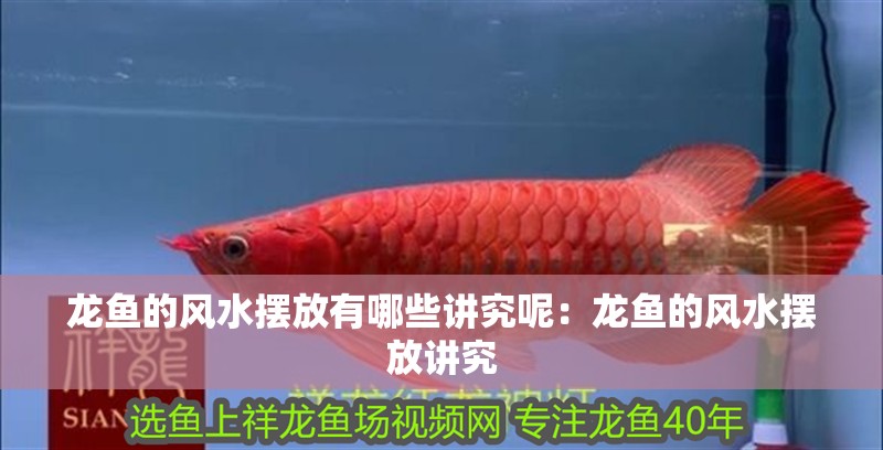 龍魚的風水擺放有哪些講究呢：龍魚的風水擺放講究