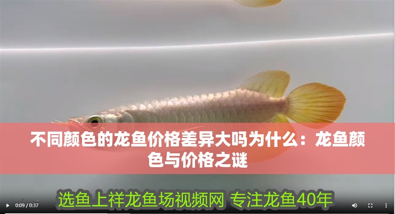 不同顏色的龍魚價格差異大嗎為什么：龍魚顏色與價格之謎