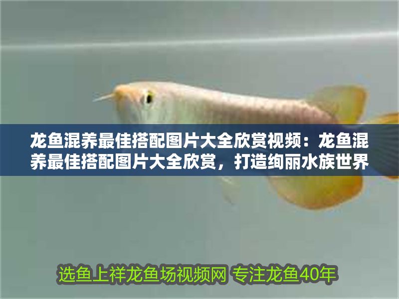 龍魚混養(yǎng)最佳搭配圖片大全欣賞視頻：龍魚混養(yǎng)最佳搭配圖片大全欣賞，打造絢麗水族世界