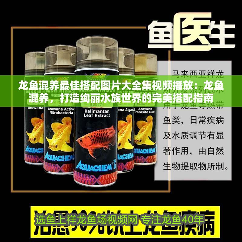 龍魚混養(yǎng)最佳搭配圖片大全集視頻播放：龍魚混養(yǎng)，打造絢麗水族世界的完美搭配指南