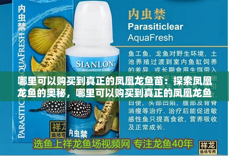 哪里可以購買到真正的鳳凰龍魚苗：探索鳳凰龍魚的奧秘，哪里可以購買到真正的鳳凰龍魚？