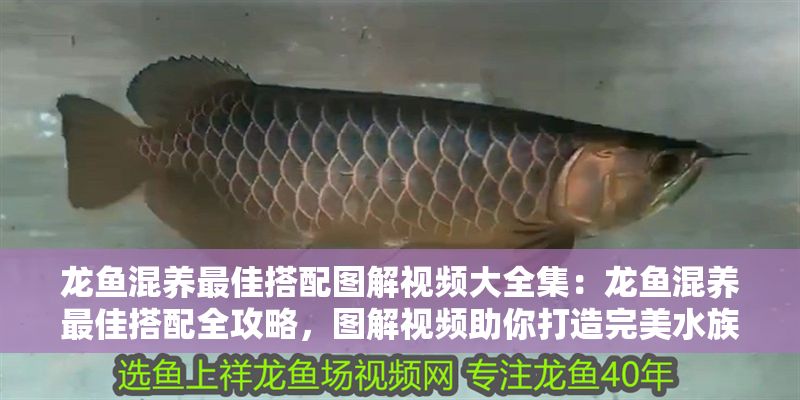 龍魚混養最佳搭配圖解視頻大全集：龍魚混養最佳搭配全攻略，圖解視頻助你打造完美水族生態