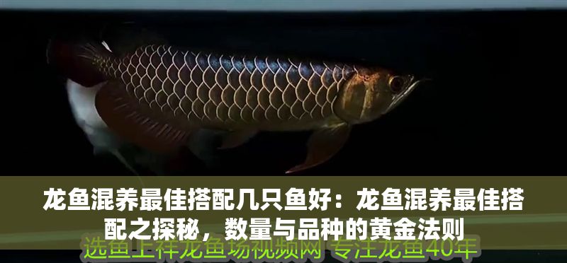 龍魚混養最佳搭配幾只魚好：龍魚混養最佳搭配之探秘，數量與品種的黃金法則