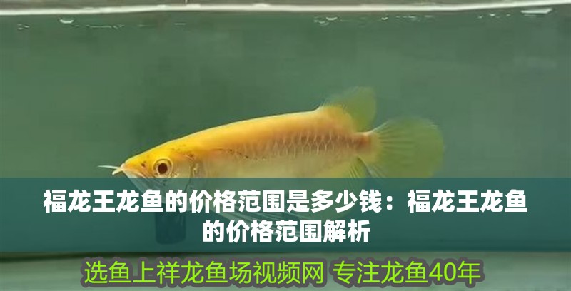 福龍王龍魚的價格范圍是多少錢：福龍王龍魚的價格范圍解析