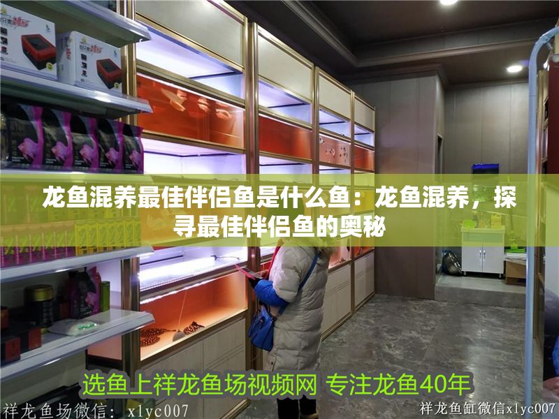 龍魚混養最佳伴侶魚是什么魚：龍魚混養，探尋最佳伴侶魚的奧秘